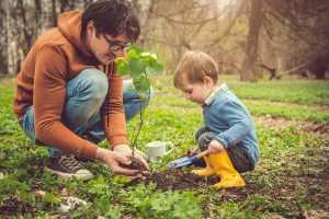 plant a tree